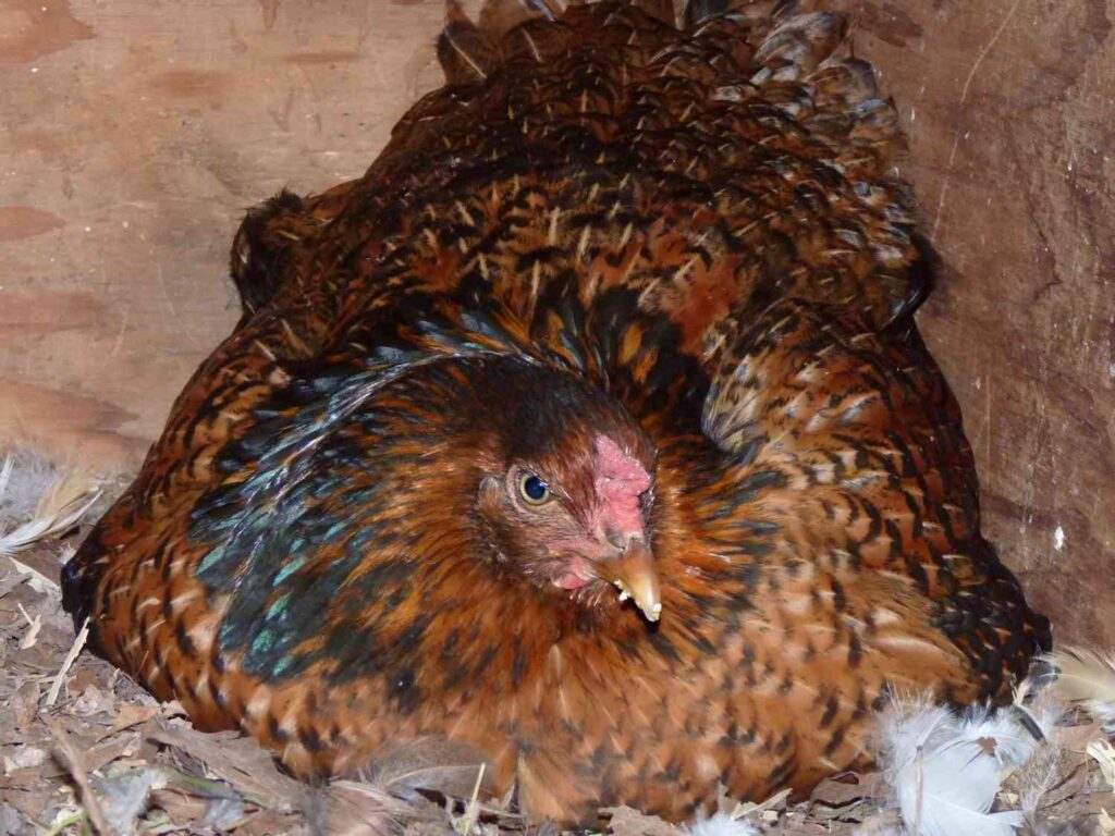 7 Ways to Break Bad Chicken