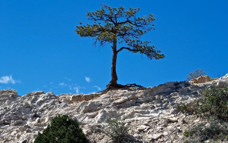 80 Resilience Quotes Inspire and Motivate