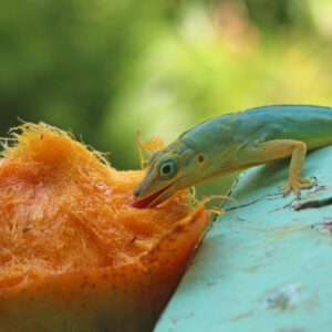 Add lizard habitat