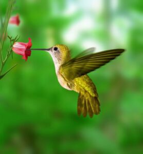 Attract nature's smallest flyers with this hummingbird food recipe
