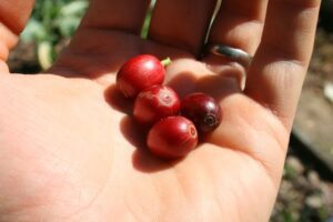 Coffee cultivation and processing advice