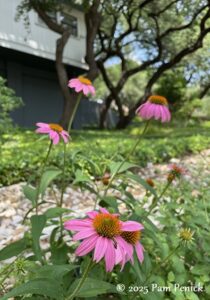 Diana's new hill garden