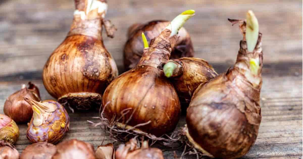 Do you think you can plant daffodils in the spring? Most gardeners make this important step wrong