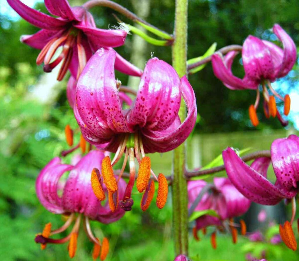 Eight lilies blooming throughout the summer