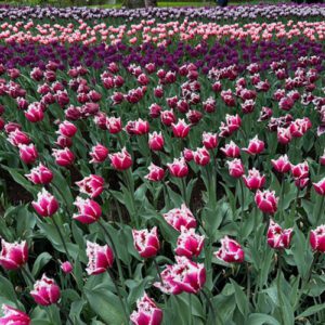 GPOD on the road: Keukenhof Garden Park, Part 2