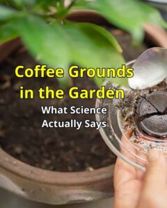 Garden Coffee Ground: What Science Actually Says