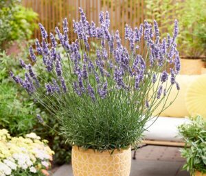 Gardening is four ways to help you feel healthy and well-being
