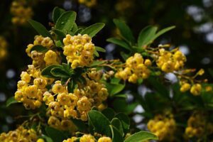 How Berberine benefits PCOS