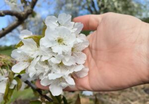 How to get the best from your flowers