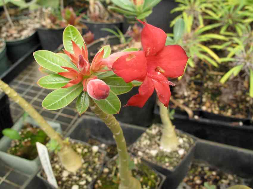 How to make desert roses bloom?