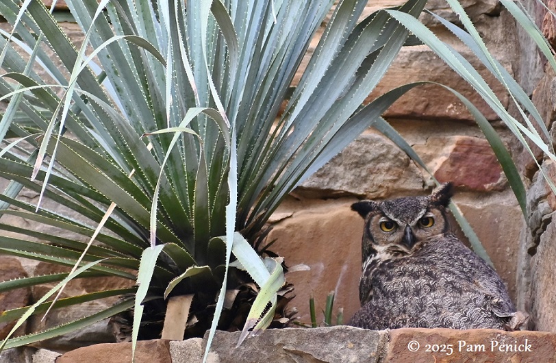 Large horned owls nest again at the Athena Wildflower Center