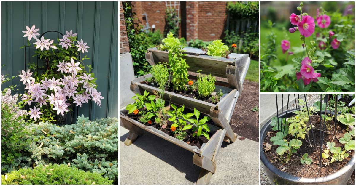 Most important 8 Early Summer Garden Miscellaneous