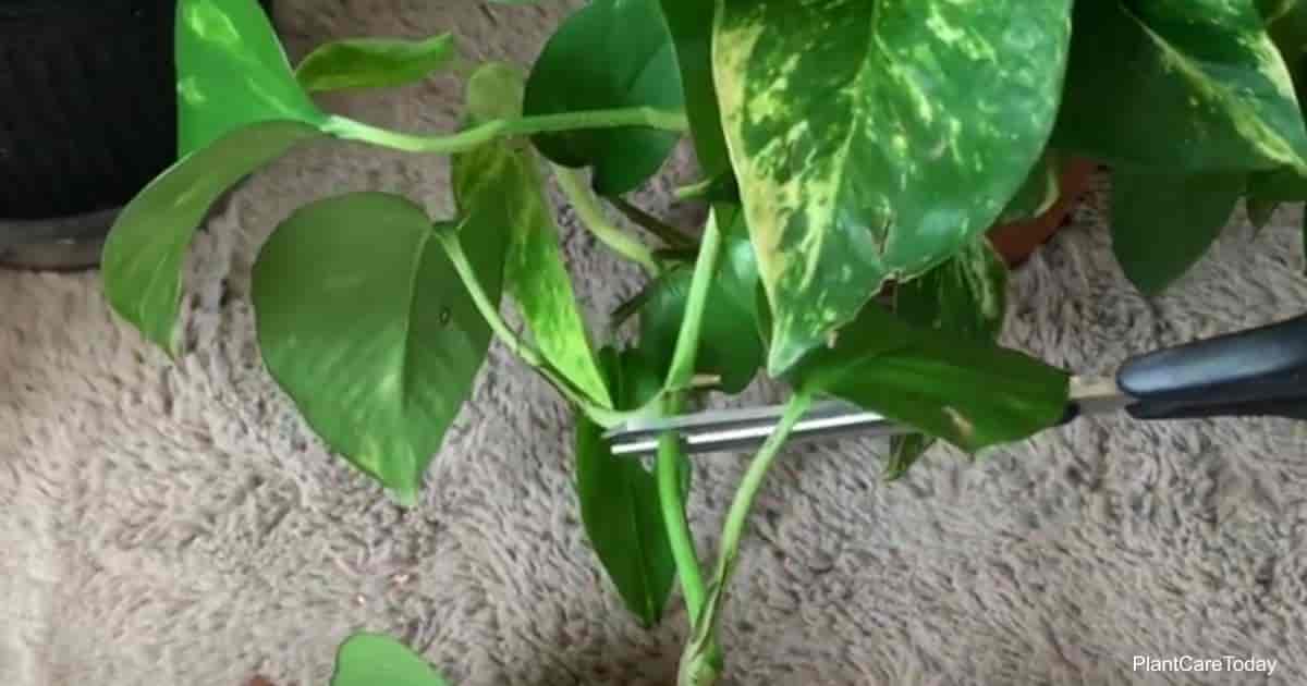Pruning Pothos Plants: How to Cut Pothos Grapes