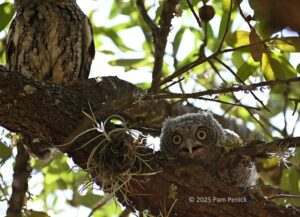 Screams ready to fly away