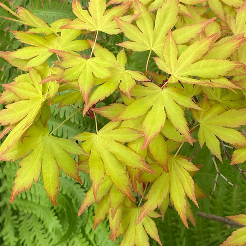 Spring leaves inside the cara in Pennsylvania