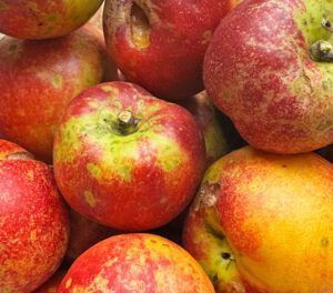 The first seedling nectarine!