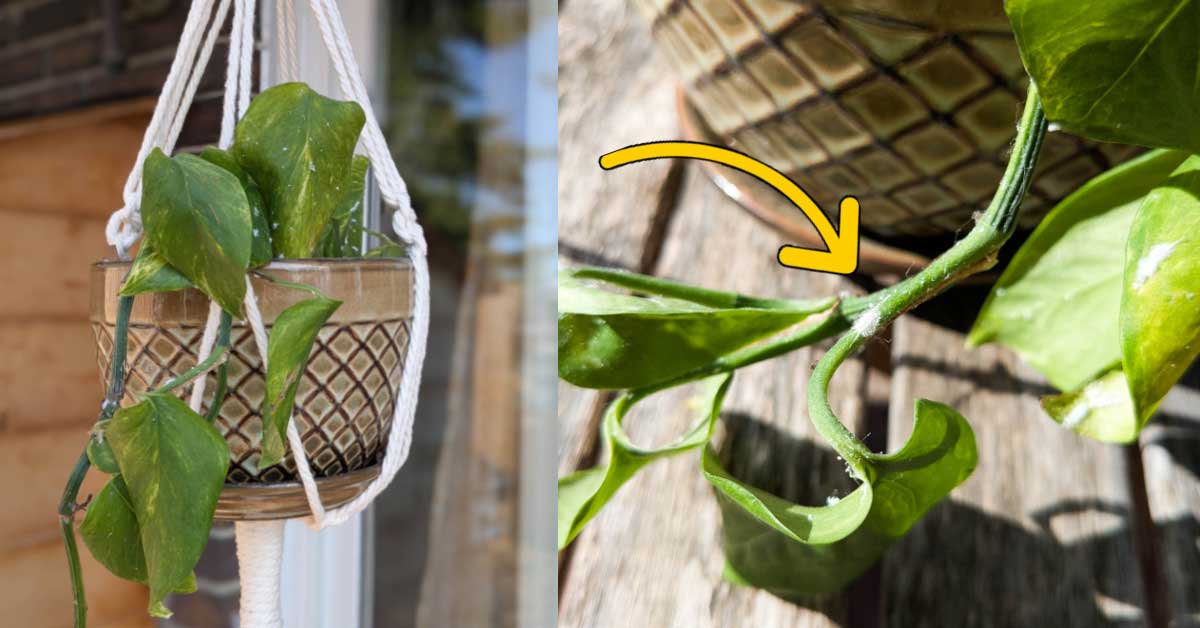 What to do about House Plant Meer Bug?