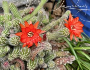 When summer comes, flowers in the garden