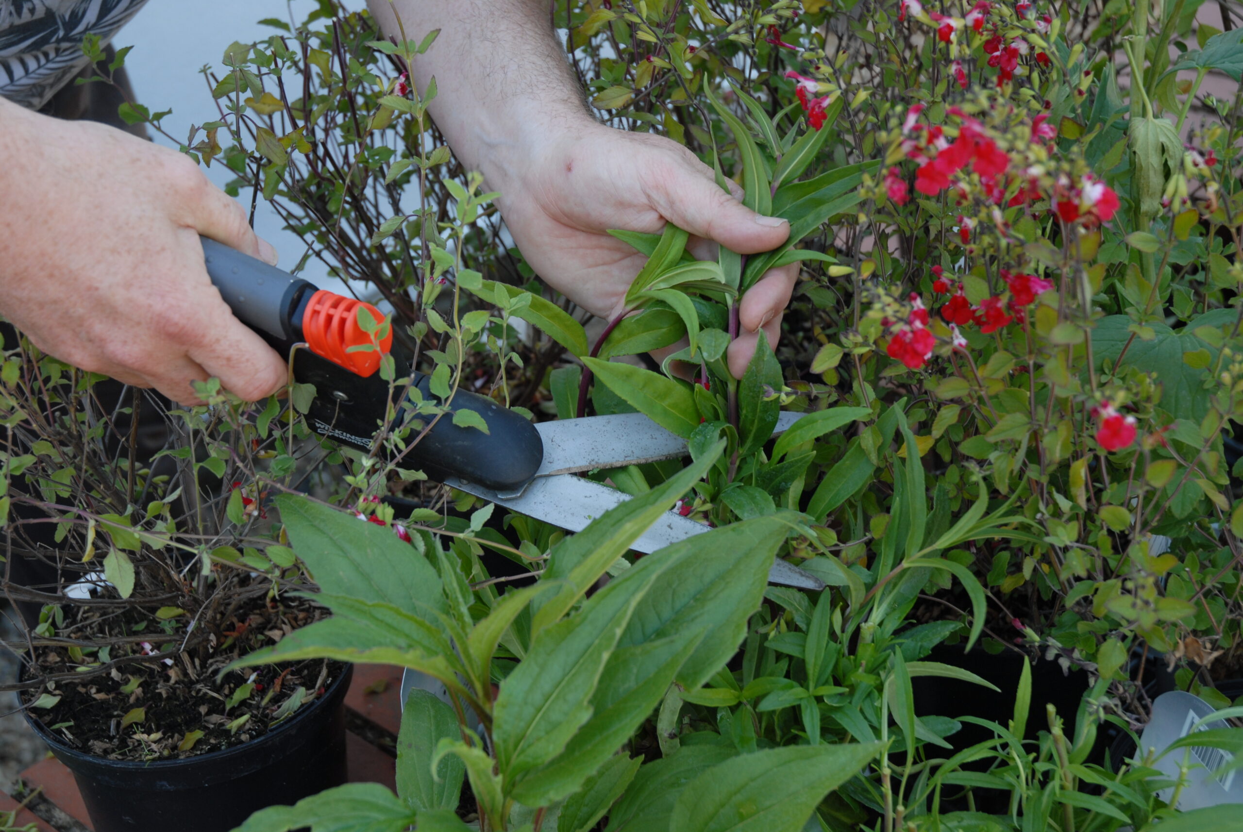 Which plants benefit from Chelsea chops?