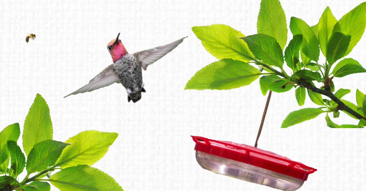 Why Hummingbirds Avoid Your Feeder