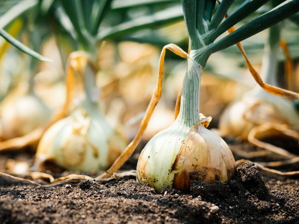 3 Onion Signs Are Ready to Harvest