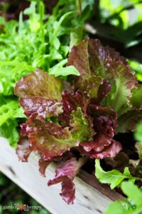 Different kinds of lettuce growing for a home gardener