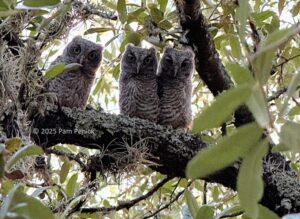 Farewell to the Screech Owls