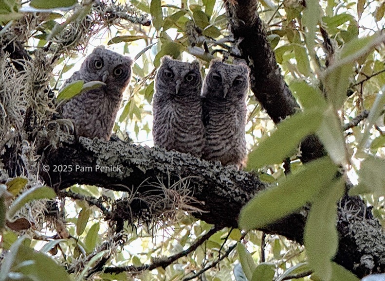 Farewell to the Screech Owls