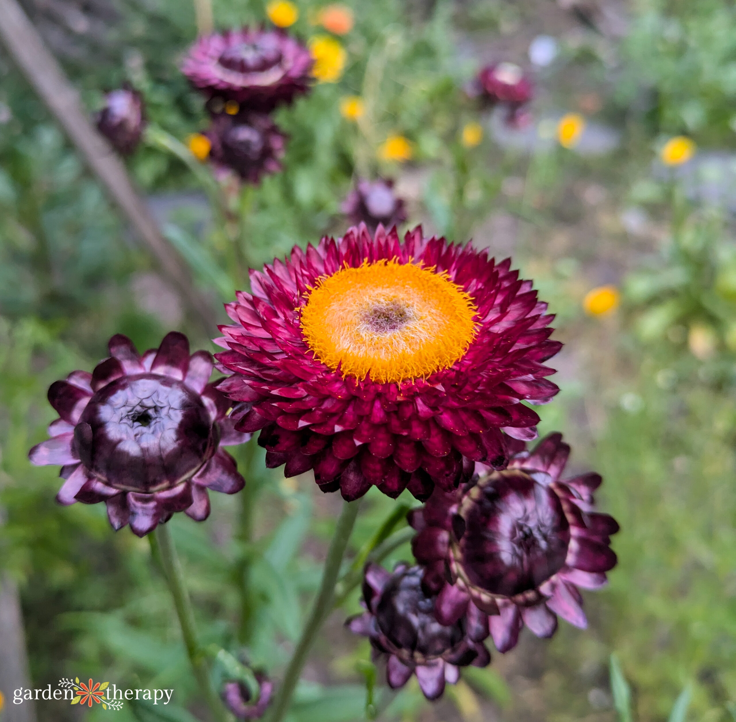 Flowers that never disappear: How to grow straw flowers
