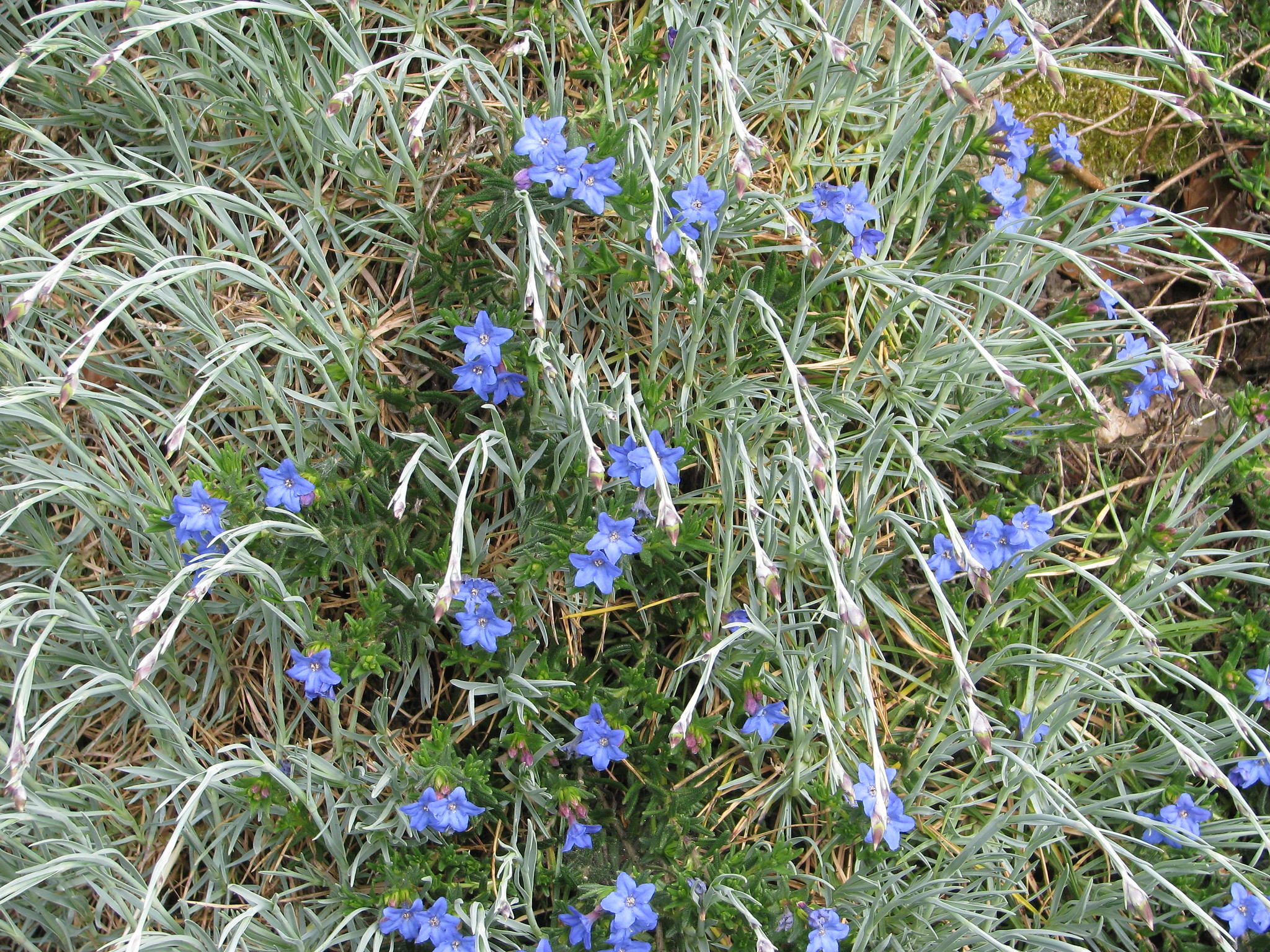 Gardening 101: Litodora