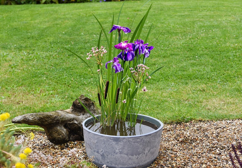 Get a Patio Pond Plant Kit from Thompson & Morgan