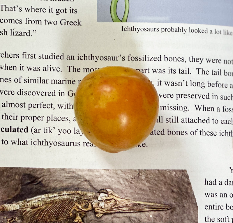 Homestead's first fruit