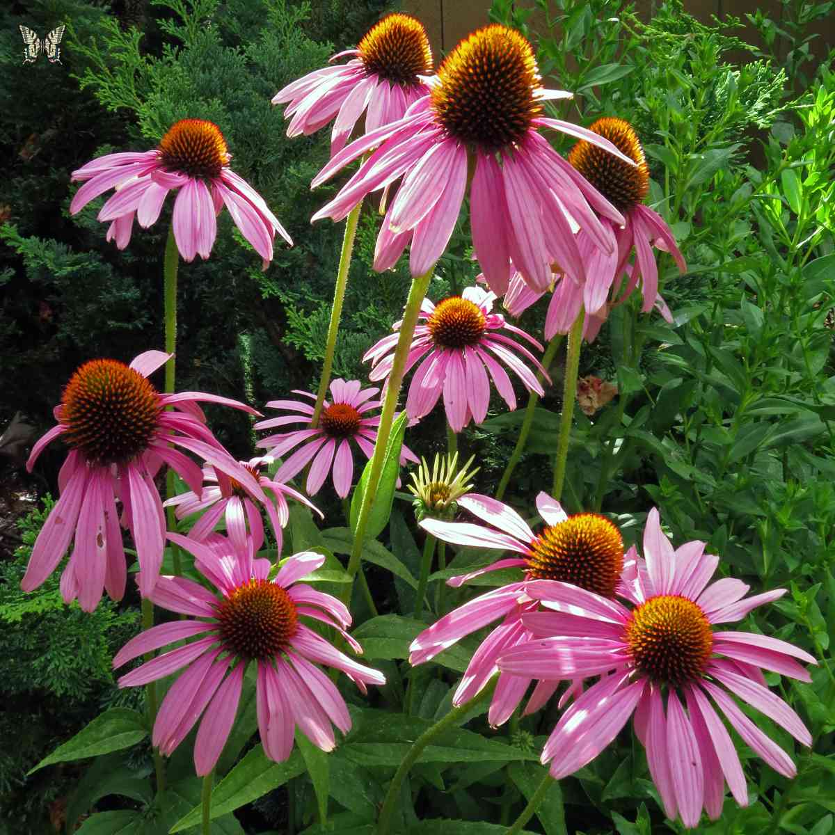 How cornflower (echinacea) propagation - division, cuttings, seed propagation