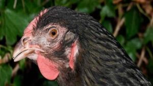 How to Treat Mycoplasmosis in Chicken - The Ultimate Guide?