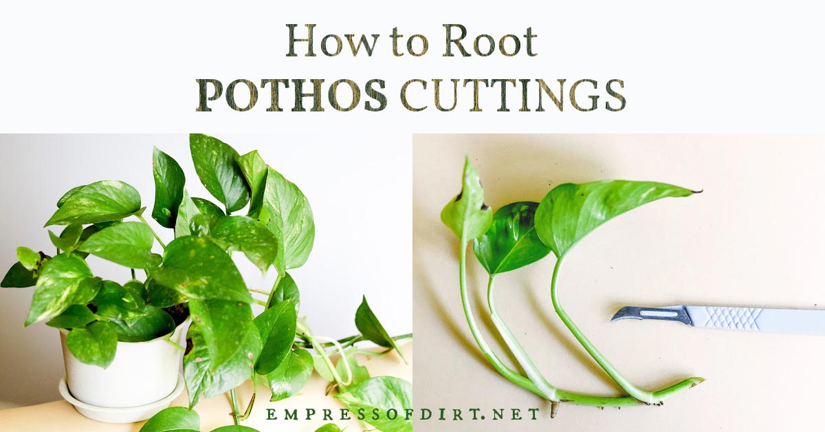 How to eradicate pothos cuttings