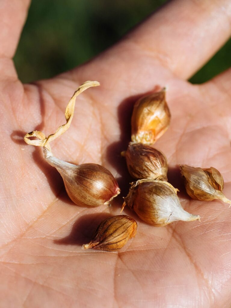How to grow garlic from seeds (bulbs)