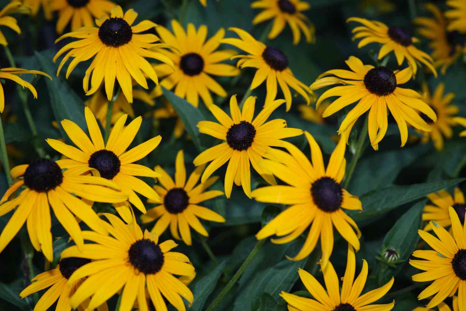 How to propagate black-eyed Susan?