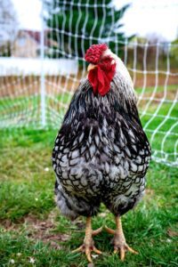 How to treat chicken bumblefoot naturally?