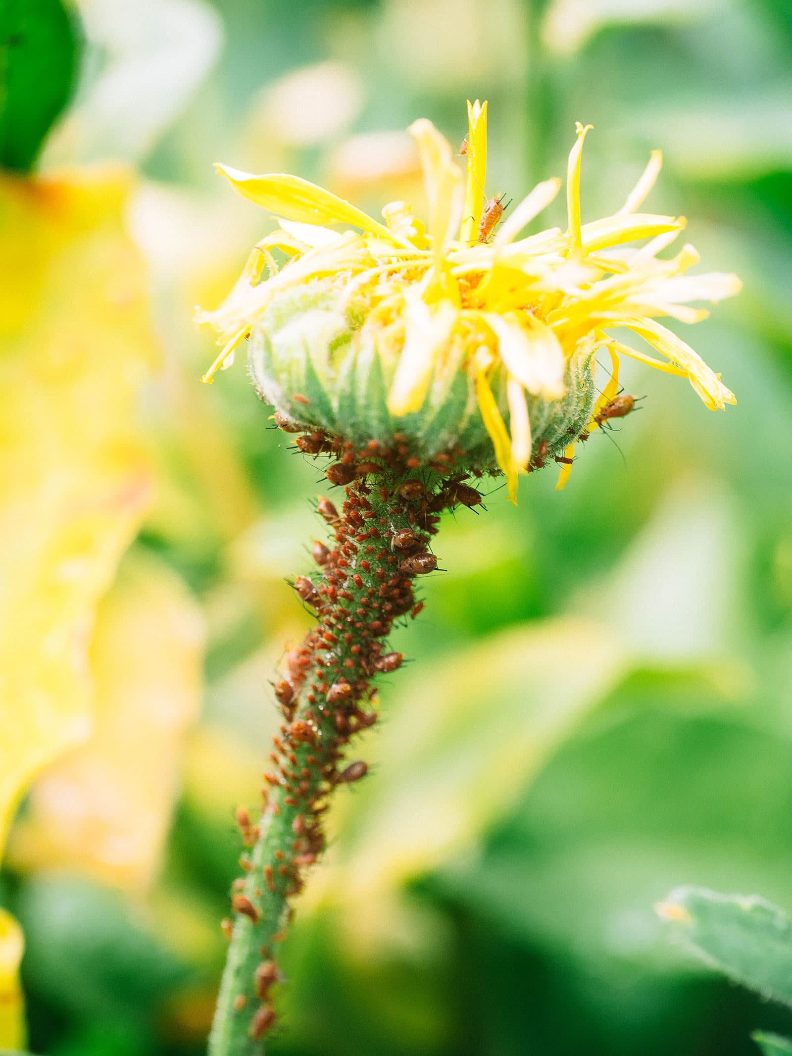 How to use trap crops to control pests in your garden