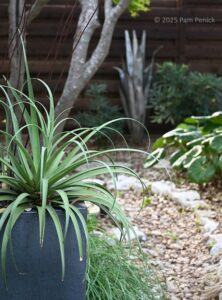 I'm a squid agave sucker