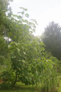 Paulownia Tree: The Complete Life Cycle