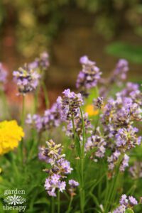 Plants that keep mosquitoes away: mosquitoes repel in the garden in the container