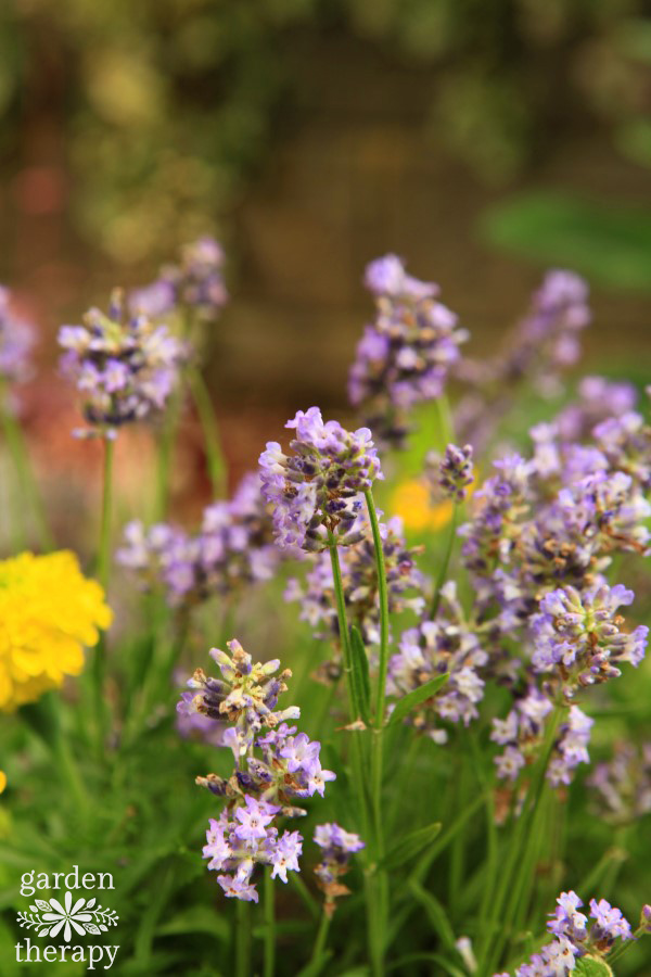 Plants that keep mosquitoes away: mosquitoes repel in the garden in the container