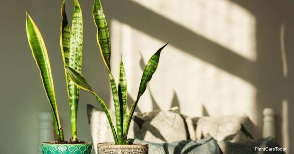 Signs of a snake plant in the water: How to revive it