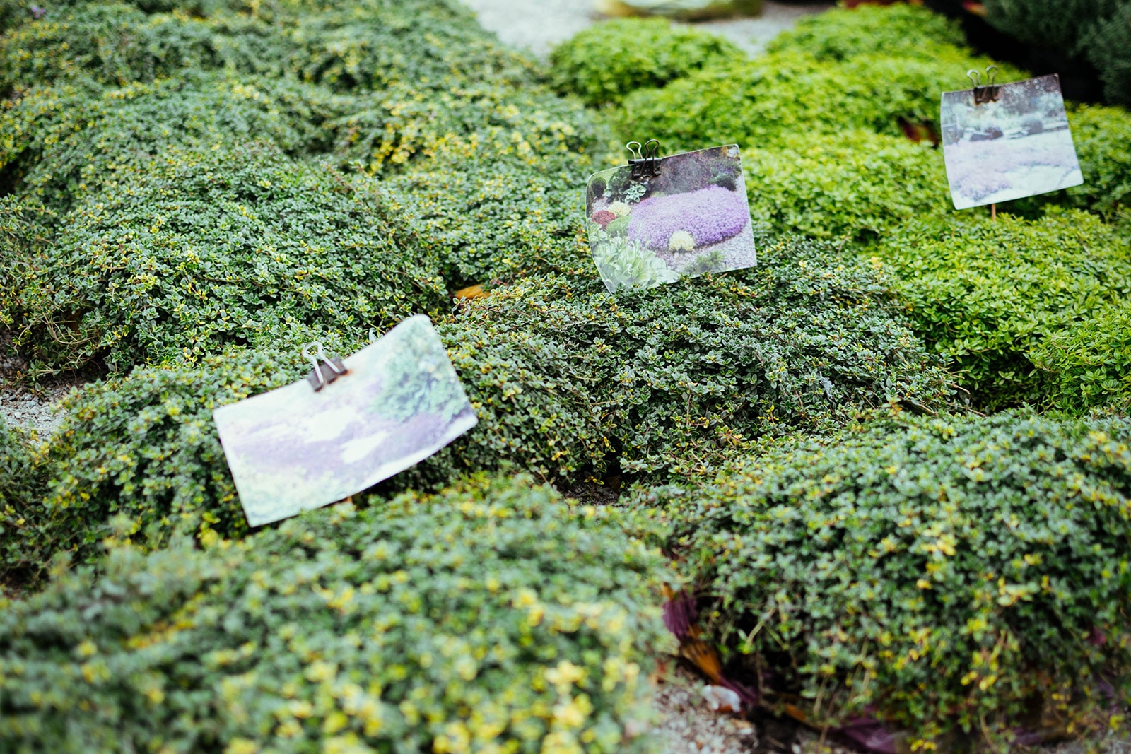 The cleanest, most resilient and easy to walk in ground cover