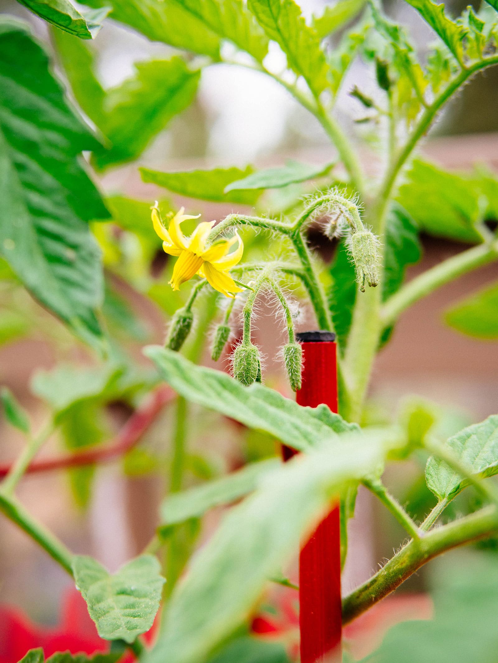 What to do about falling tomato flowers?