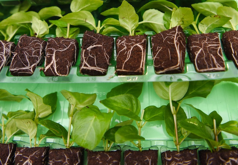 What to do when plug plants arrive