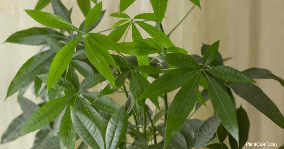 Why do my money tree leaves turn yellow?