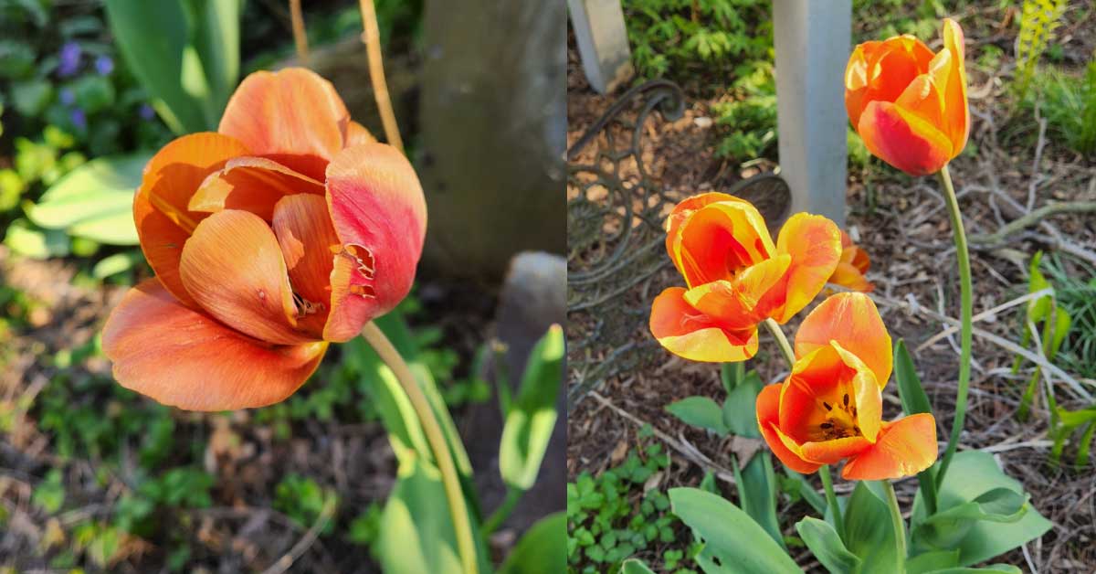 Will my flowering light bulbs come back next year?