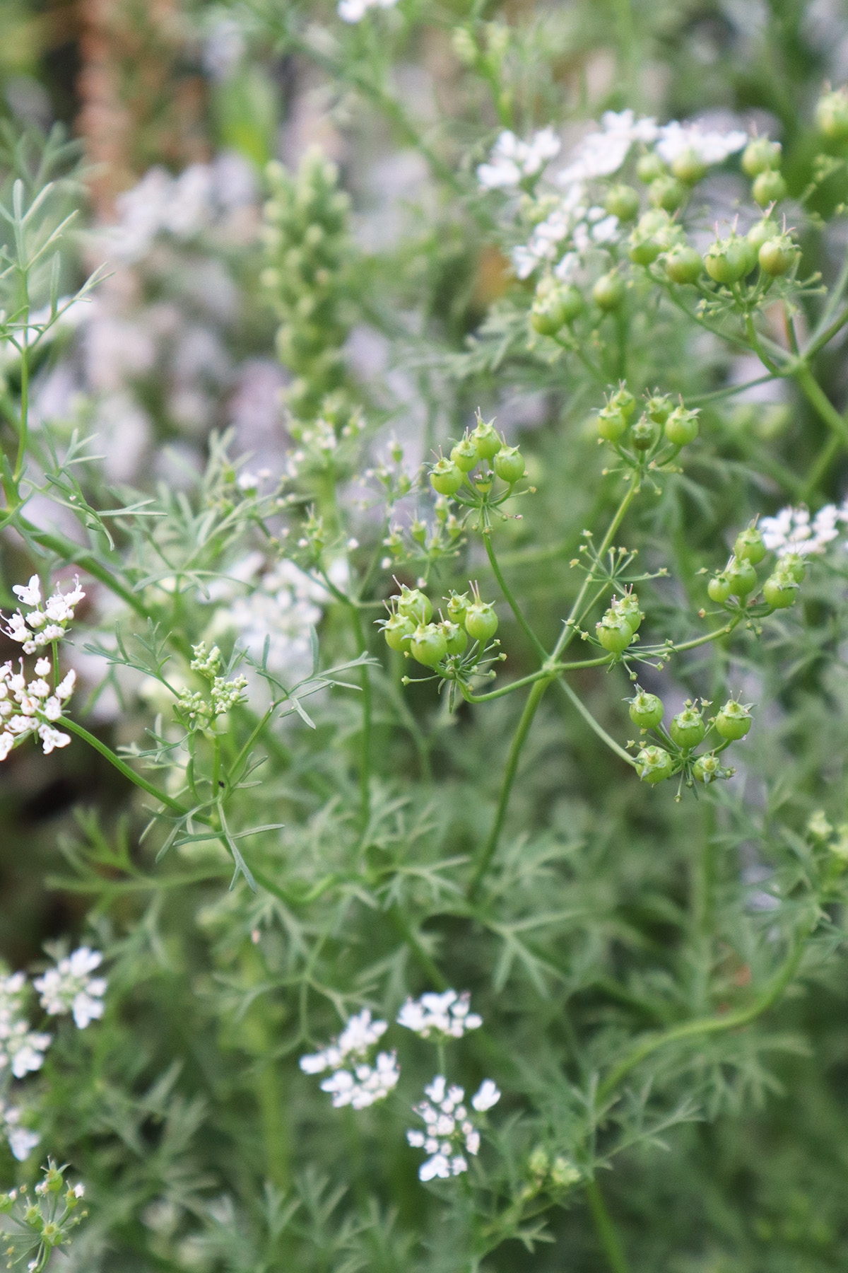 13Favorites: Herbs that thrive in the shade